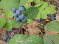 GDMBR: Huckleberries on NF-477, Montana.